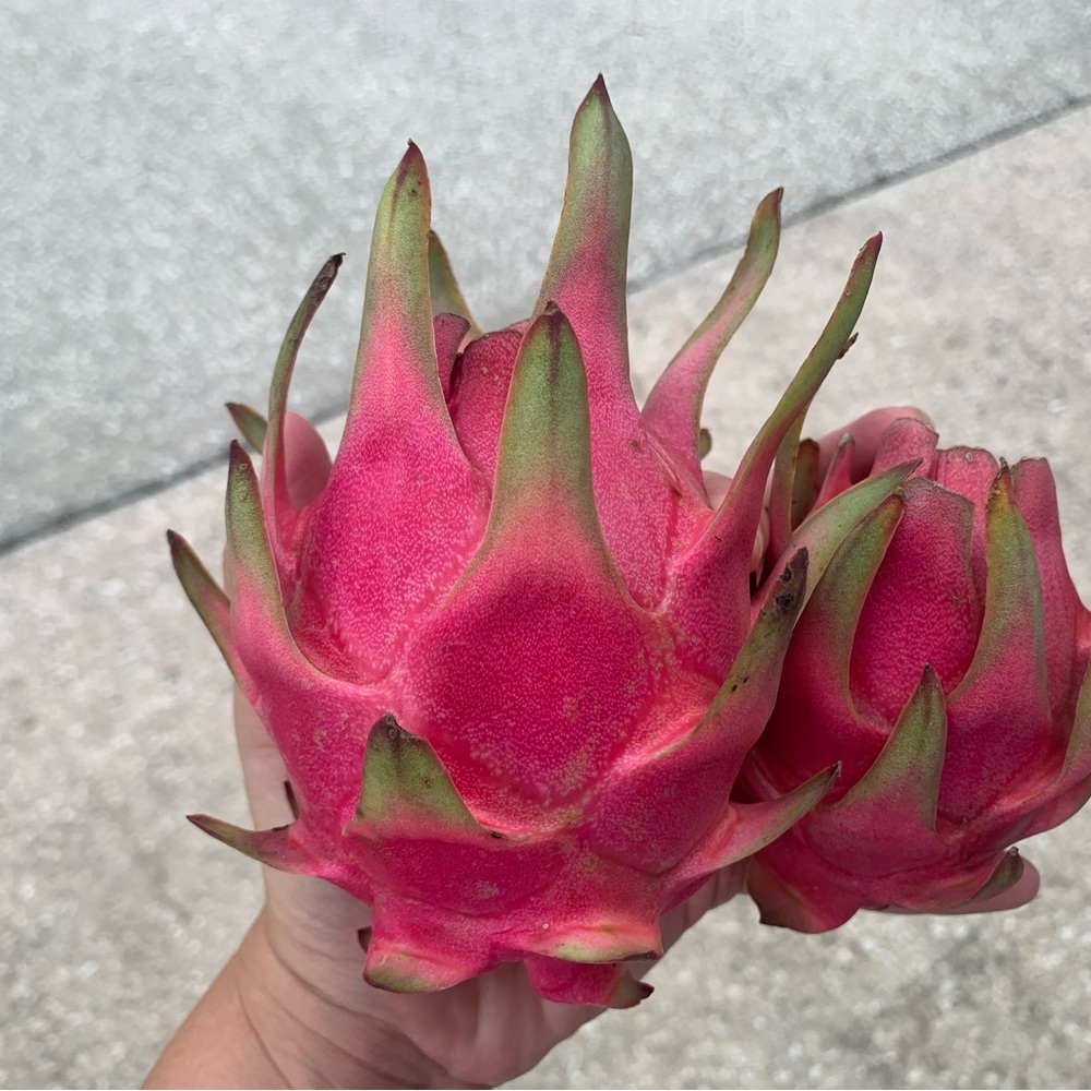 Natural Mystic Dragon Fruit Cutting